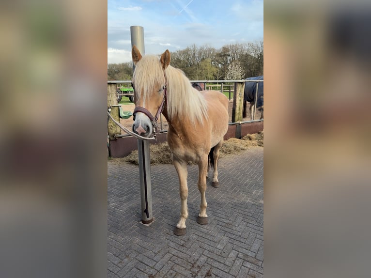 Hafliger Klacz 2 lat 143 cm Kasztanowata in Apeldoorn