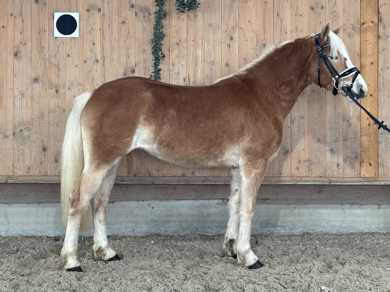 Hafliger Klacz 2 lat 145 cm Kasztanowata in Riedlingen