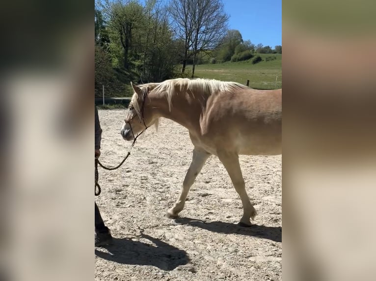 Hafliger Klacz 2 lat 148 cm Kasztanowata in Altenkirchen