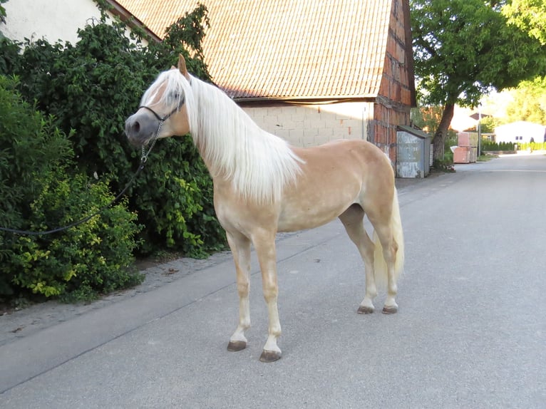 Hafliger Klacz 2 lat 151 cm Kasztanowata in Schrozberg