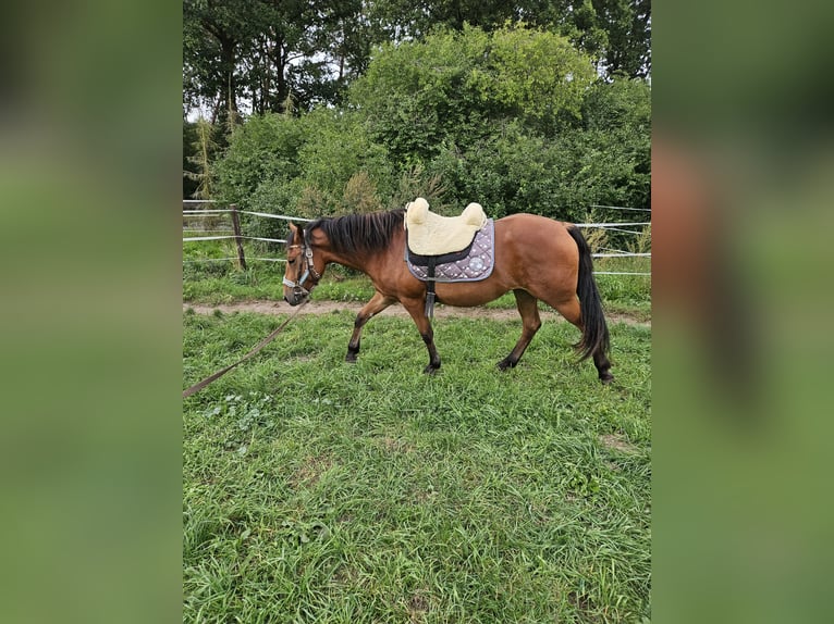 Hafliger Mix Klacz 3 lat 137 cm Gniada in Dähre