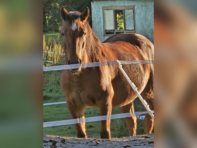 Hafliger Mix Klacz 3 lat 137 cm Gniada in Dähre