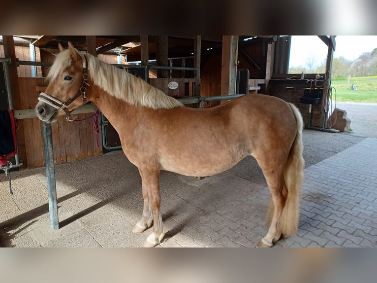 Hafliger Klacz 3 lat 138 cm Kasztanowata in Bretten