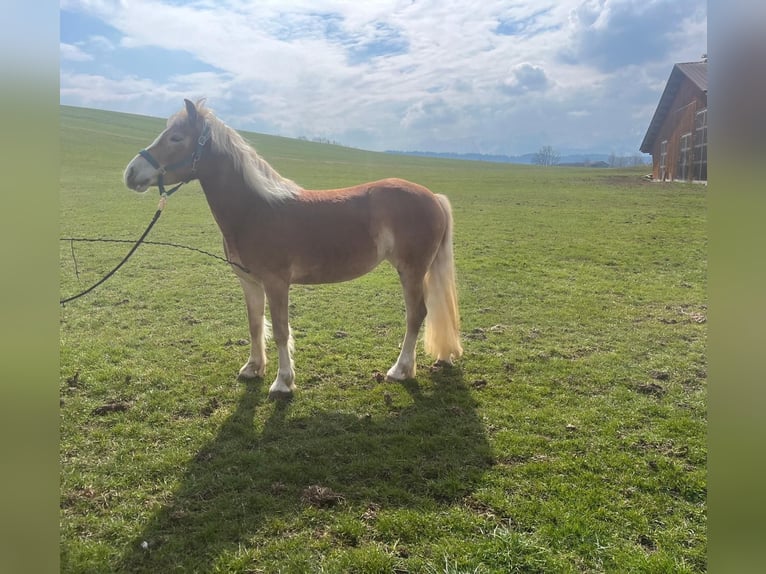 Hafliger Klacz 3 lat 142 cm Ciemnokasztanowata in Eisenberg