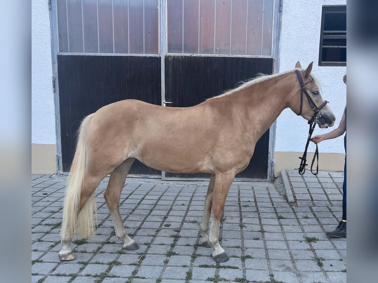 Hafliger Klacz 3 lat 143 cm Kasztanowata in Aschau am Inn