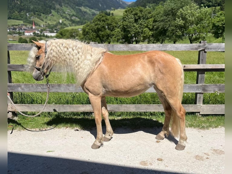 Hafliger Klacz 3 lat 143 cm Kasztanowata in St. Leonhard