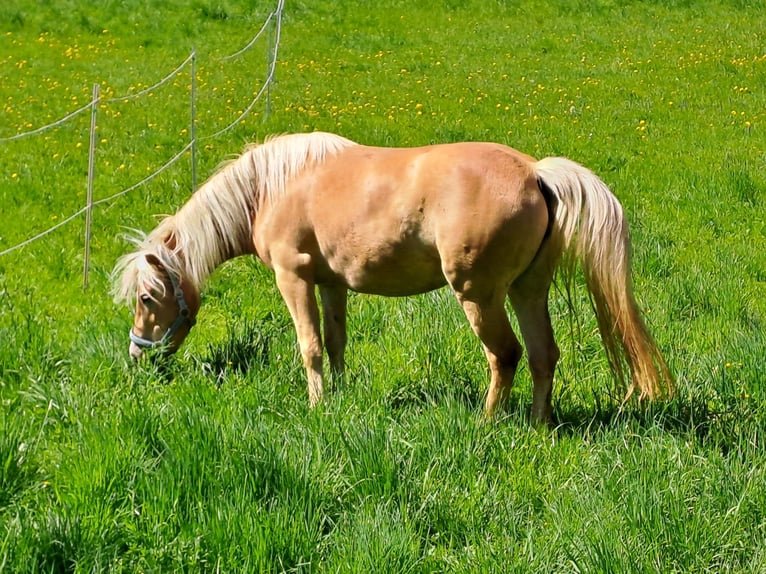 Hafliger Klacz 3 lat 143 cm Kasztanowata in Zell an der Pram