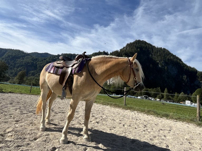 Hafliger Klacz 3 lat 144 cm Izabelowata in Weißenbach