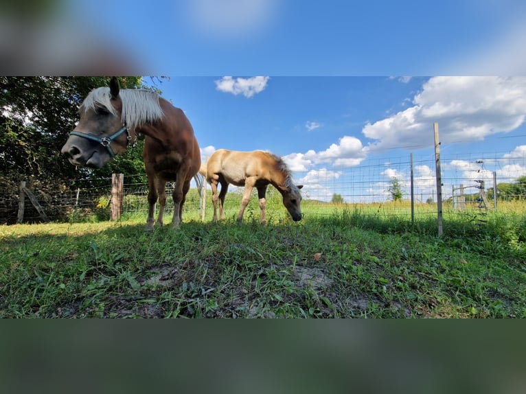 Hafliger Klacz 3 lat 145 cm Kasztanowata in Schulzendorf