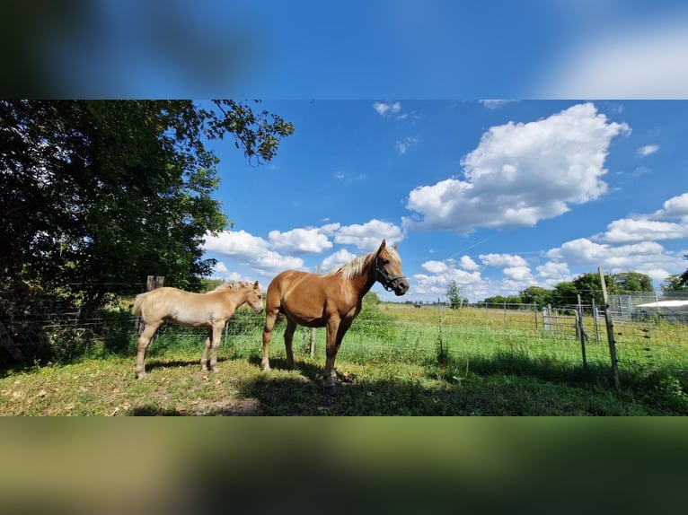 Hafliger Klacz 3 lat 145 cm Kasztanowata in Schulzendorf