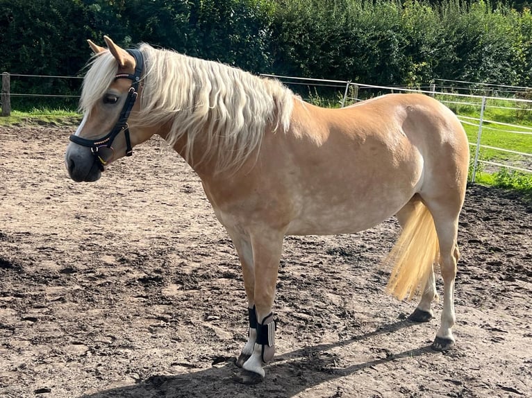 Hafliger Klacz 3 lat 146 cm Kasztanowata in Tangstedt