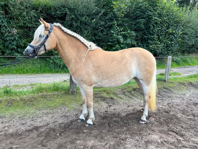 Hafliger Klacz 3 lat 146 cm Kasztanowata in Tangstedt