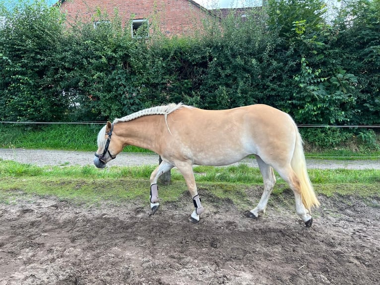 Hafliger Klacz 3 lat 146 cm Kasztanowata in Tangstedt