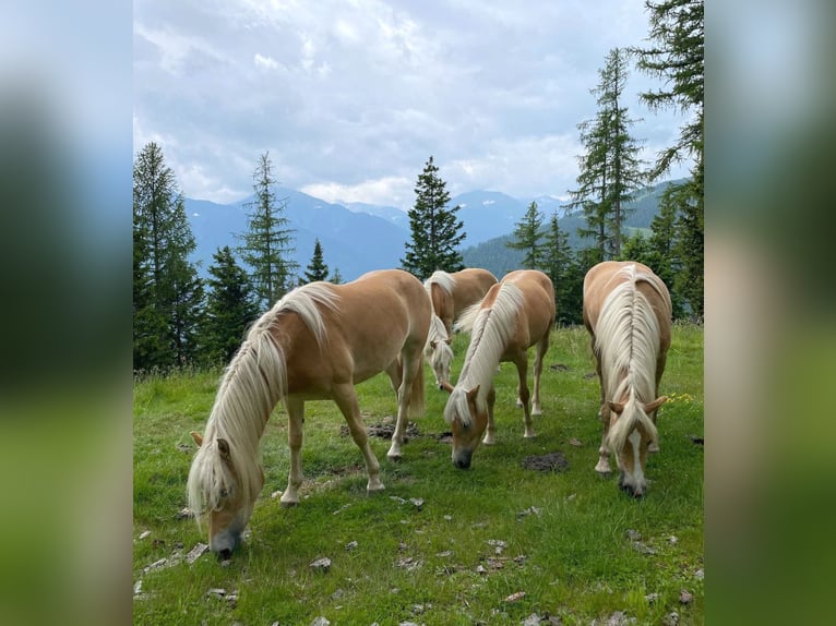 Hafliger Klacz 3 lat 147 cm Kasztanowata in Bozen/Südtirol