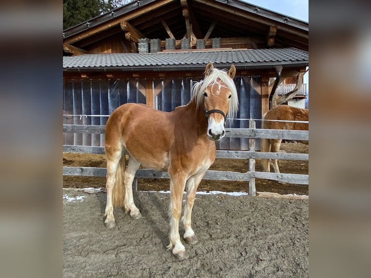 Hafliger Klacz 3 lat 147 cm Kasztanowata in Bozen/Südtirol