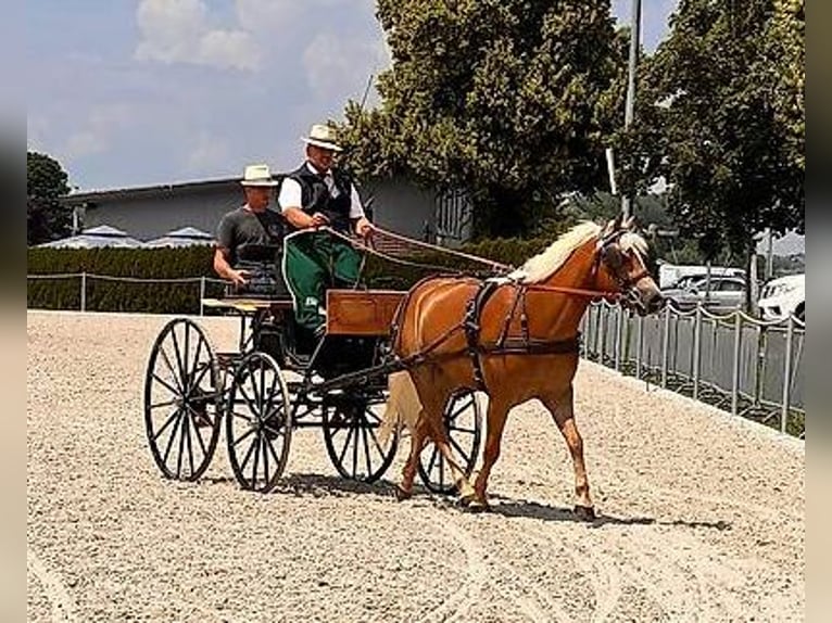 Hafliger Klacz 3 lat 147 cm Kasztanowata in Rümlang