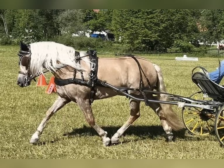 Hafliger Klacz 3 lat 147 cm Kasztanowata in Bayrischzell