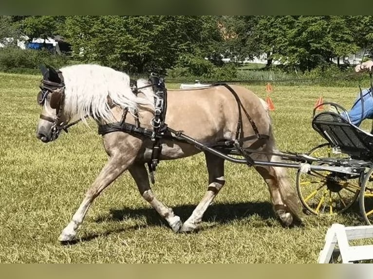 Hafliger Klacz 3 lat 147 cm Kasztanowata in Bayrischzell