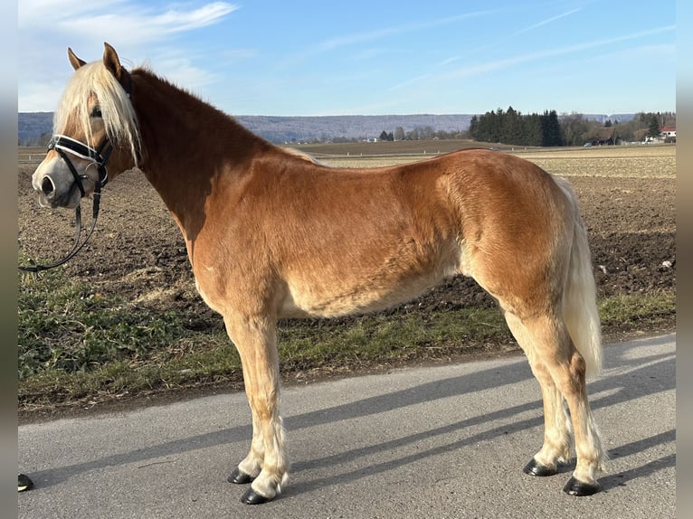 Hafliger Klacz 3 lat 148 cm Kasztanowata in Riedlingen