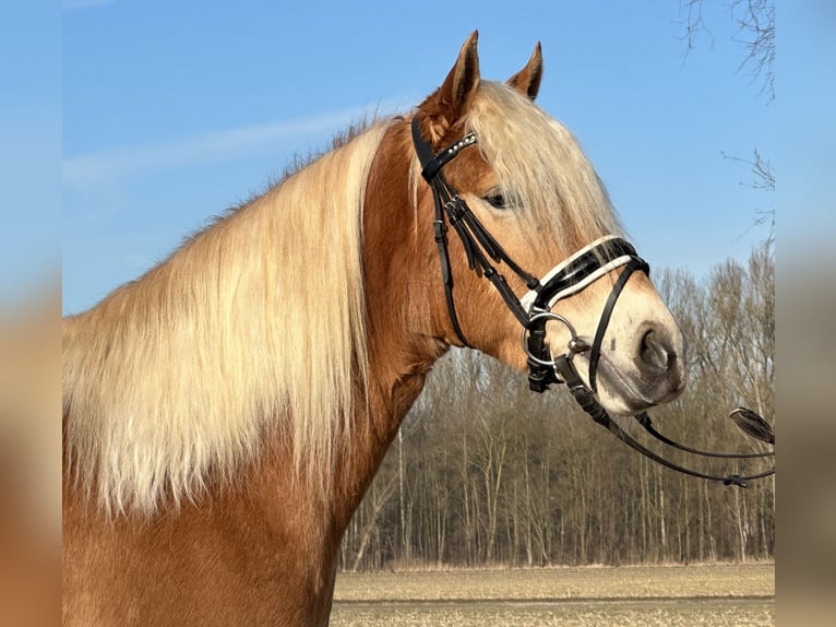 Hafliger Klacz 3 lat 148 cm Kasztanowata in Riedlingen