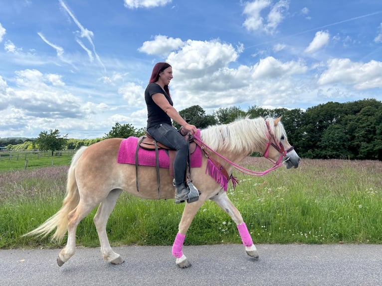 Hafliger Klacz 3 lat 148 cm Kasztanowata in Linkenbach
