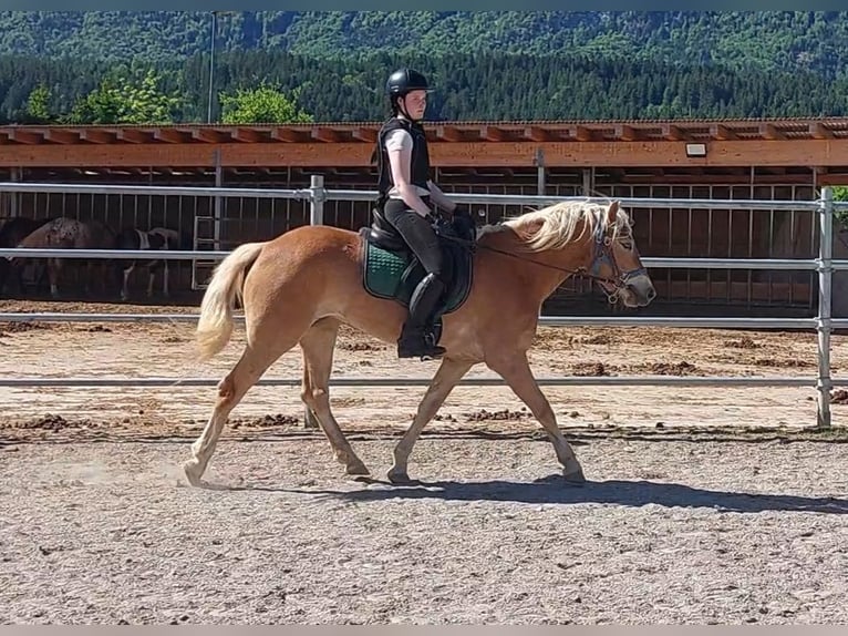 Hafliger Klacz 3 lat 148 cm Kasztanowata in Kirchbichl