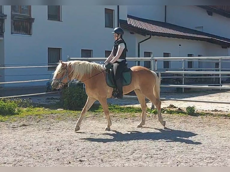 Hafliger Klacz 3 lat 148 cm Kasztanowata in Kirchbichl