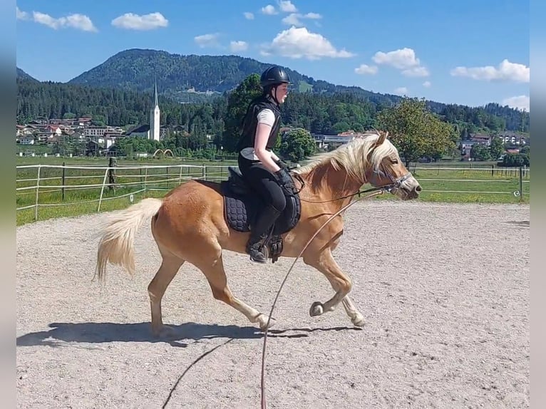 Hafliger Klacz 3 lat 148 cm Kasztanowata in Kirchbichl