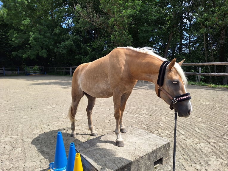 Hafliger Klacz 3 lat 148 cm in Argenb&#xFC;hl