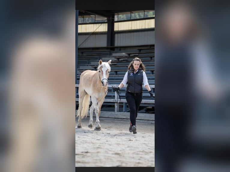 Hafliger Klacz 3 lat 148 cm  in Steinach am Brenner
