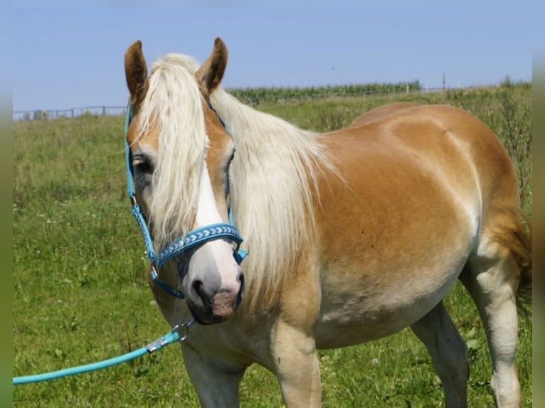 Hafliger Klacz 3 lat 149 cm Bułana in Gerersdorf bei Güssing