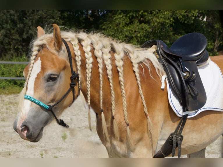 Hafliger Klacz 3 lat 149 cm Bułana in Gerersdorf bei Güssing