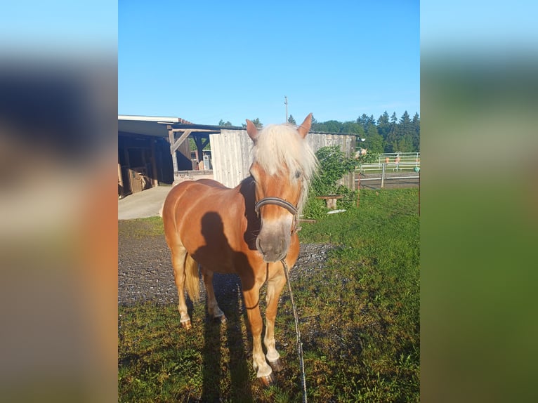 Hafliger Klacz 3 lat 149 cm Ciemnokasztanowata in Bretten