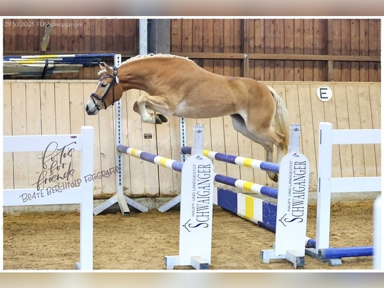 Hafliger Klacz 3 lat 149 cm Kasztanowata in Fischbachau