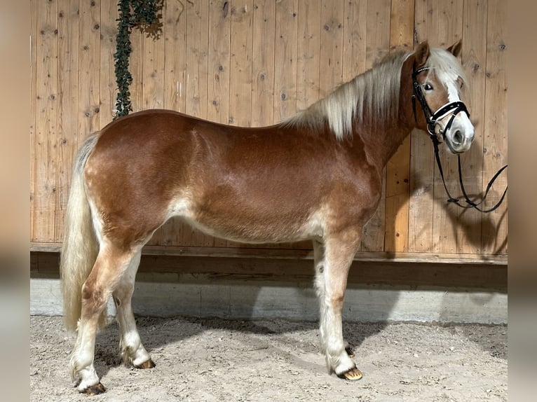 Hafliger Klacz 3 lat 149 cm Kasztanowata in Riedlingen