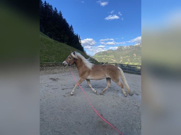 Hafliger Klacz 3 lat 150 cm Kasztanowata in Hippach-Schwendberg