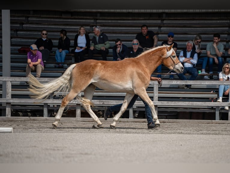 Hafliger Klacz 3 lat 150 cm Kasztanowata in Hippach-Schwendberg