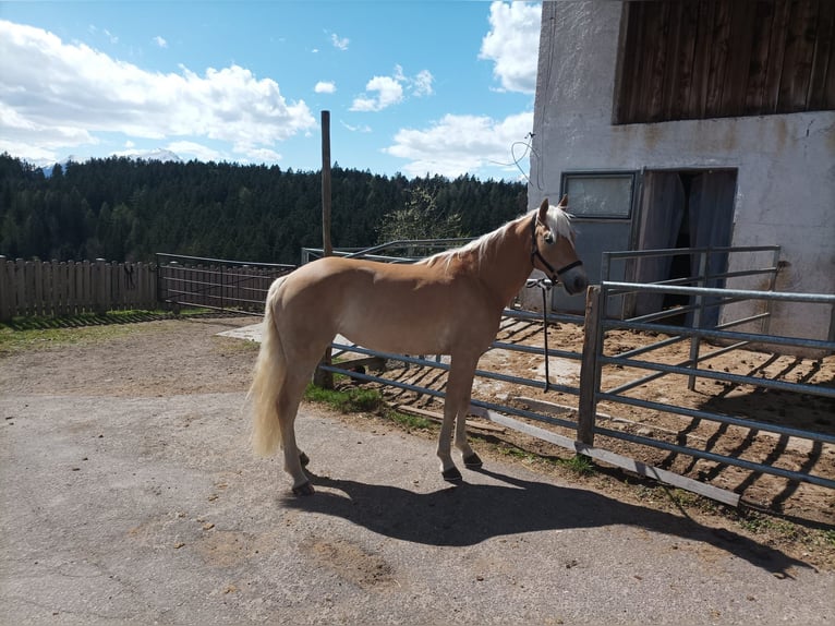 Hafliger Klacz 3 lat 150 cm Kasztanowata in Hafling