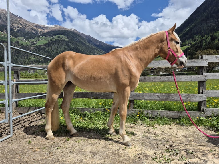 Hafliger Klacz 3 lat 150 cm in St.Leonhard in Passeier
