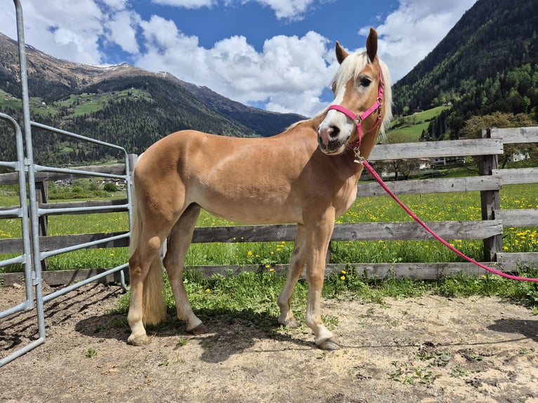 Hafliger Klacz 3 lat 150 cm in St.Leonhard in Passeier