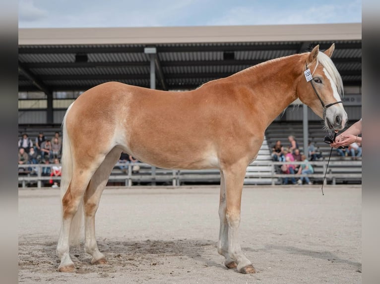 Hafliger Klacz 3 lat 151 cm Kasztanowata in Saalfelden
