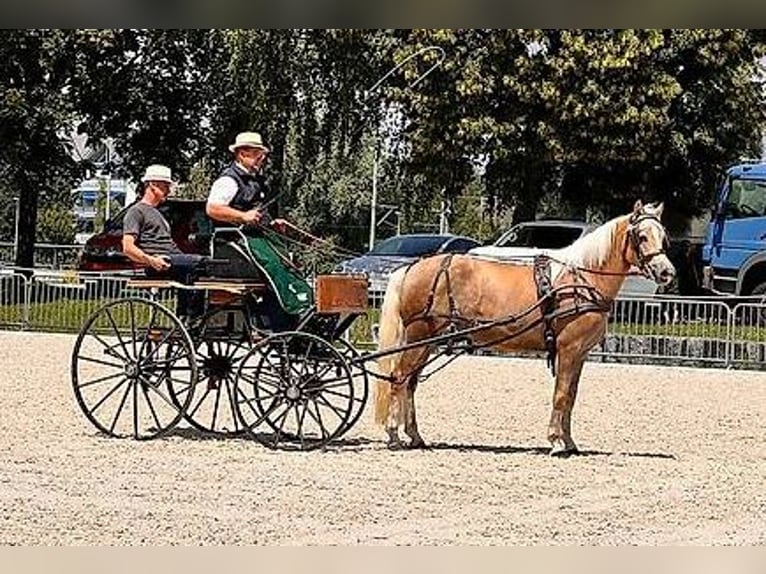 Hafliger Klacz 3 lat 152 cm Kasztanowata in Rümlang