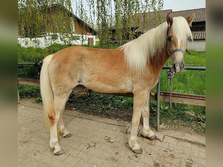 Hafliger Klacz 3 lat 152 cm Kasztanowata in Rümlang