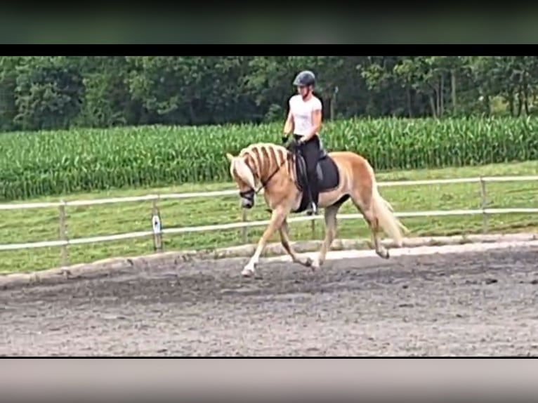 Hafliger Klacz 3 lat 152 cm Kasztanowata in Pessendellach