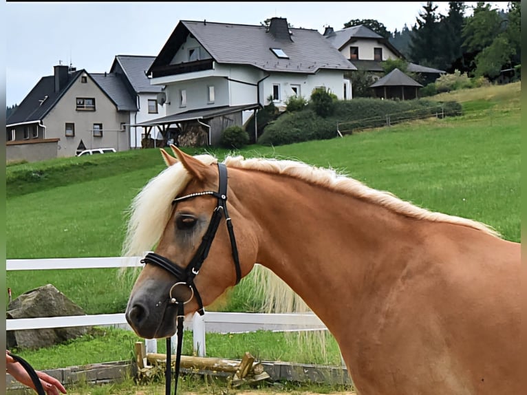 Hafliger Klacz 3 lat 152 cm in Breitenbrunn/Erzgebirge