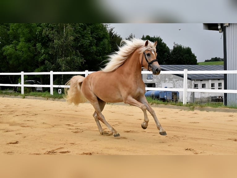 Hafliger Klacz 3 lat 152 cm in Breitenbrunn/Erzgebirge