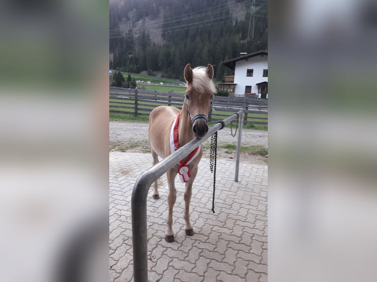 Hafliger Klacz 3 lat 153 cm Kasztanowata in Nauders