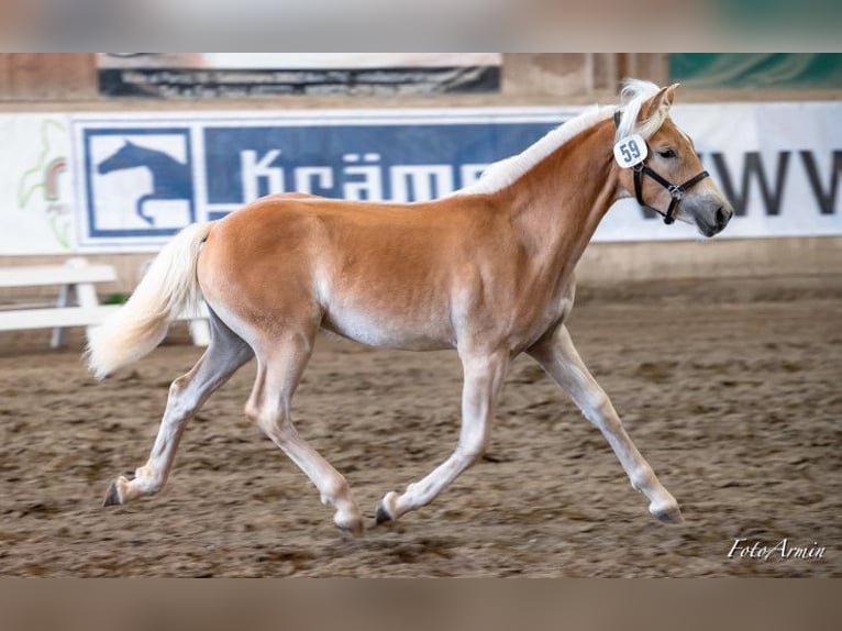 Hafliger Klacz 3 lat 153 cm Kasztanowata in Nauders