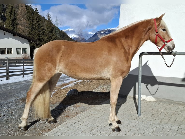 Hafliger Klacz 3 lat 153 cm Kasztanowata in Nauders