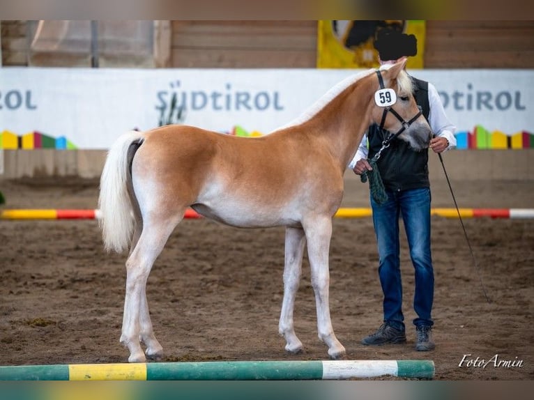 Hafliger Klacz 3 lat 153 cm Kasztanowata in Nauders